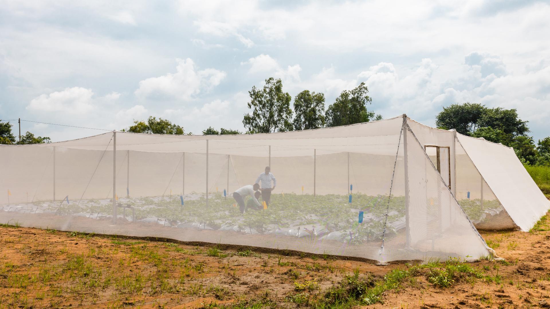 Kheyti greenhouse with crops and people inside